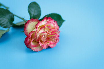 Soft rose blossoms creating contrast with background