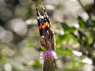 Vanessa atalanta alias 
