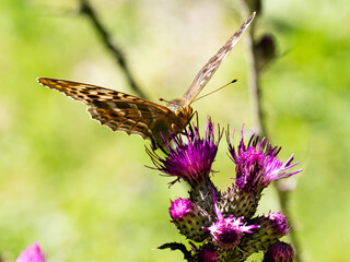 Argynnis paphia alias Tabacco di Spagna