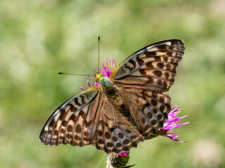 Argynnis paphia alias Tabacco di Spagna