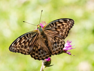 Argynnis paphia alias Tabacco di Spagna