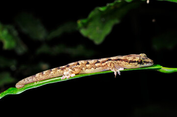 Sauvage's bavayia, Sauvage's New Caledonian gecko (Bavayia sauvagii) - Île des Pins, New Caledonia
