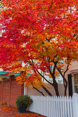 autumn in the city, Georgetown , Washington DC, United States 