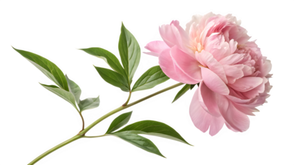 Single pink peony flower with green leaves and stem on transparent background