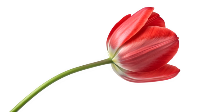 Single red tulip flower with curved green stem on transparent background