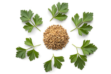 Fresh coriander seeds and leaves, culinary herbs, healthy eating, white background