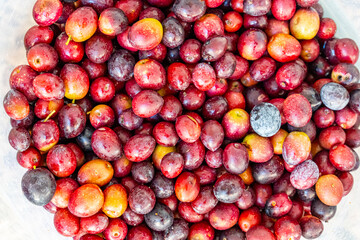 Detailed photographs of freshly harvested red olives in baskets