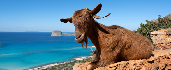 goat at Balos lagoon, Crete