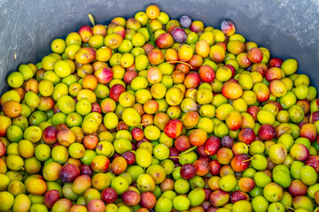 Detailed photographs of freshly harvested green and red olives in baskets