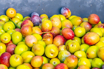 Detailed photographs of freshly harvested green and red olives in baskets