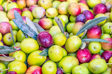Detailed photographs of freshly harvested green and red olives in baskets