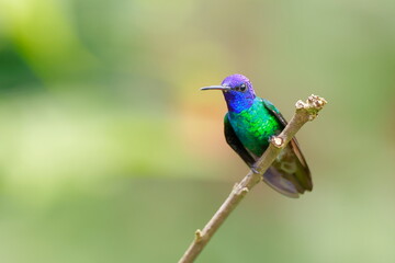 Obraz premium Velvet-purple coronet, Boissonneaua jardini, Ecuador