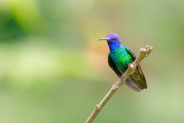 Velvet-purple coronet, Boissonneaua jardini, Ecuador