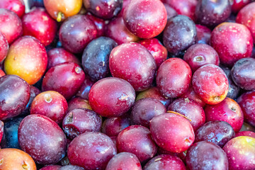 Detailed photographs of freshly harvested red olives in baskets