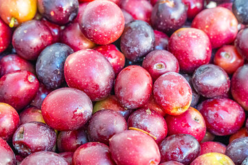 Detailed photographs of freshly harvested red olives in baskets