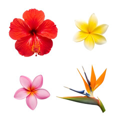 Collection of tropical flowers hibiscus, plumeria, and bird of paradise isolated on transparent background