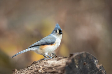 Titmouse in fall
