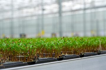 In a spacious greenhouse, young lettuce seedlings are thriving in hydroponic trays, showcasing modern agricultural practices for efficient crop production