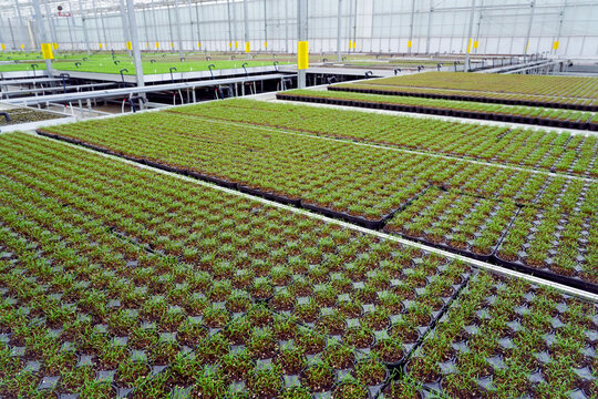 Rows of young lettuce plants thrive in a modern hydroponic greenhouse, utilizing advanced technology for efficient crop production and indoor farming