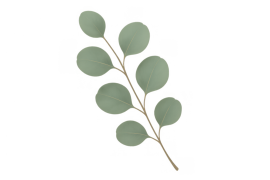 Eucalyptus branch with round, dusty green leaves, providing natural greenery for floral arrangements and gentle background elements