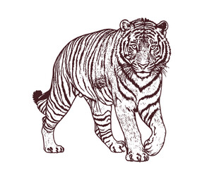Hand-Drawn Line Art of a Walking Tiger