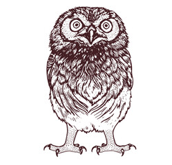 Detailed Hand-Drawn Owl Illustration
