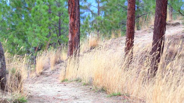 Pine forest with dry grass on a windy day