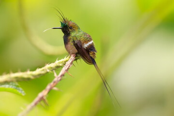 Fototapeta premium Wire-crested thorntail, Discosura popelairii, Ecuador