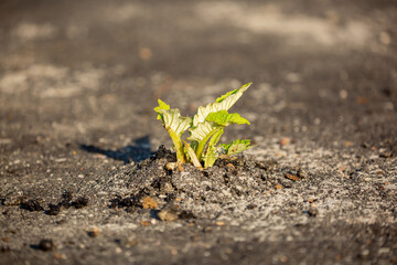 A plant sprout breaks through the asphalt. Strength and endurance in nature. The concept of business breakthrough, ideas and opportunities.