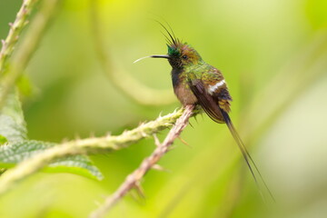 Fototapeta premium Wire-crested thorntail, Discosura popelairii, Ecuador