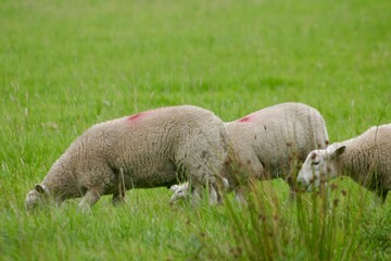A group of sheep grazing in a lush green field. Their woolly coats and peaceful nature reflect rural farming life. The image captures a serene countryside scene with animals feeding on fresh grass