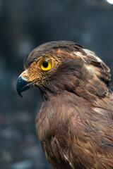 Close-up of a brown raptor with intense yellow eyes and textured feathers, highlighted against a softly blurred background.