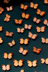 Collection of orange and brown butterflies arranged on a dark green background, creating a patterned display with delicate wing textures.