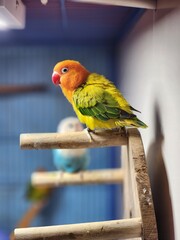 stunning Green Ewing Opaline lovebird sitting gracefully on its perch, showcasing vibrant green feathers, soft opaline tones, and elegant posture. Perfect for exotic bird photography, avian projects, 