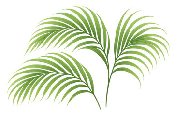 Obraz premium Palm leaves tropical botanical plant elements with green fronds on transparent background for nature designs