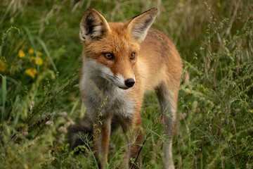 A fox with brown fur watches the surroundings