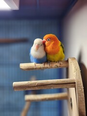 Cute Lovebird Pair Sleeping Together &ndash; Adorable Cuddling Moment