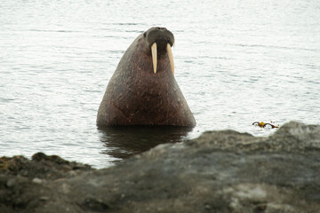 Morse, Odobenus rosmarus, Spitzberg, Svalbard, Norvège