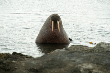 Morse, Odobenus rosmarus, Spitzberg, Svalbard, Norvège