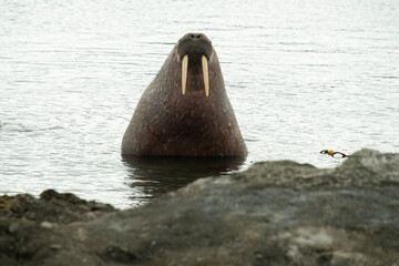 Morse, Odobenus rosmarus, Spitzberg, Svalbard, Norvège