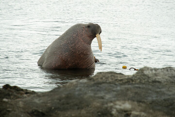 Morse, Odobenus rosmarus, Spitzberg, Svalbard, Norvège