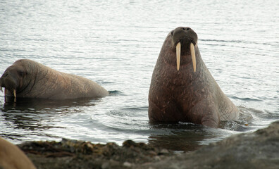 Morse, Odobenus rosmarus, Spitzberg, Svalbard, Norvège