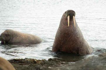 Morse, Odobenus rosmarus, Spitzberg, Svalbard, Norvège