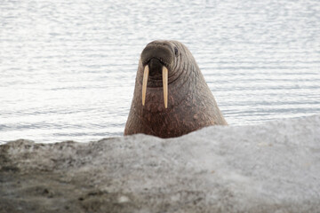 Morse, Odobenus rosmarus, Spitzberg, Svalbard, Norvège