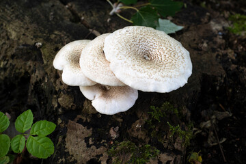 Lépiote en bouclier