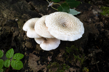 Lépiote en bouclier