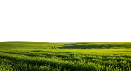 Lush green meadow with vibrant grass blades on gently rolling hills, bathed in soft afternoon light.