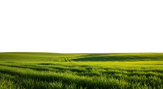 Lush green meadow with vibrant grass blades on gently rolling hills, bathed in soft afternoon light.