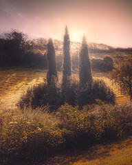 Mystical Morning Light Silhouetting Italian Cypress Trees