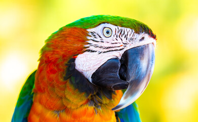 A close-up of a macaw. The multi-colored parrot sits on a perch. The background is blurred, which emphasizes the bird's bright colors.